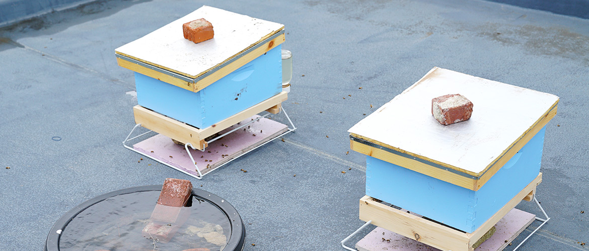 Two beehives rest on the roof of Blue Cross and Blue Shield of Oklahoma's parking garage