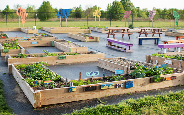 Healthy gardens in low-income community.